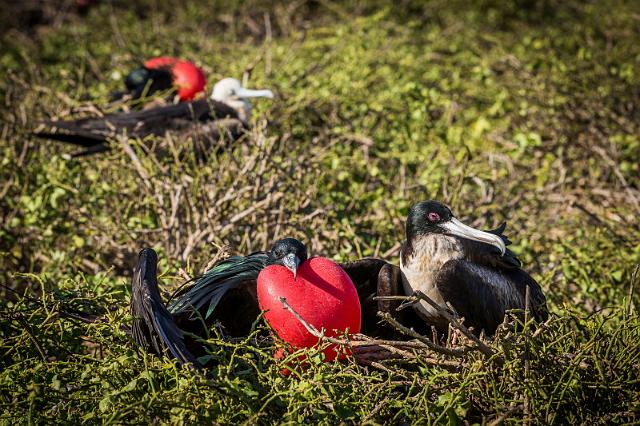 096 Genovesa, fregatvogels.jpg